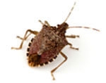 Stink bug exterminator Milwaukee 